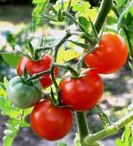 Propiedades de los tomates